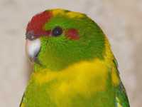 Мега ручные попугаи какарики,птенцы Новозейландский
