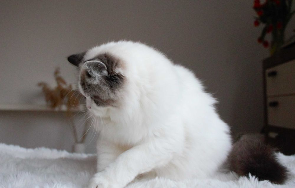 Kotka Ragdoll-rodowód FPL