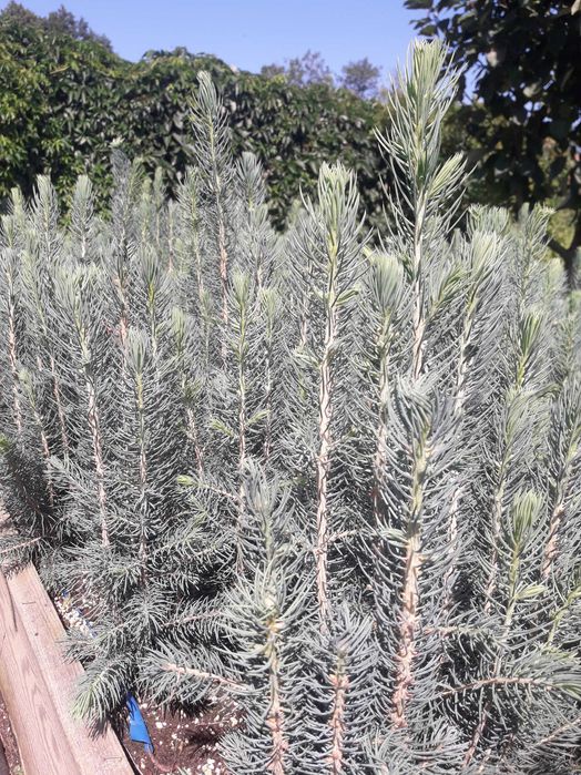 Świerk srebrny kujący Kaibab - Picea pungens glauca Kaibab sadzonki