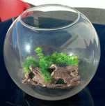 Aquario bola com decoraçao