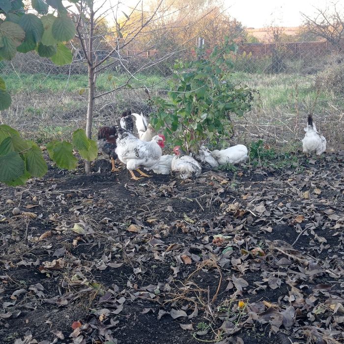 Інкубаційне яйце чубатих несучок