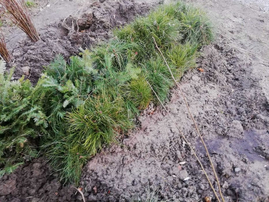 Sadzonki sosny sosna