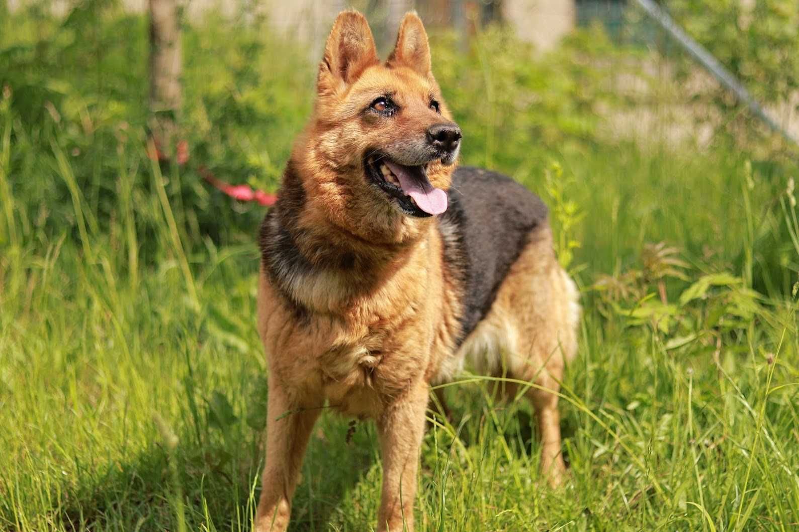 DORA - w typie OWCZARKA niemieckiego. łagodna/ [FILMIK]