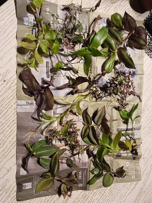 Каллизия,рео,традесканция срез