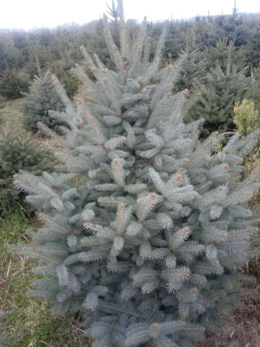 choinki Garbow jodla swierk z wlasnej plantacji