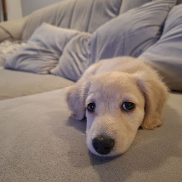 Jamnik długowłosy miniaturowy kremowy - gotowy do zmiany domku