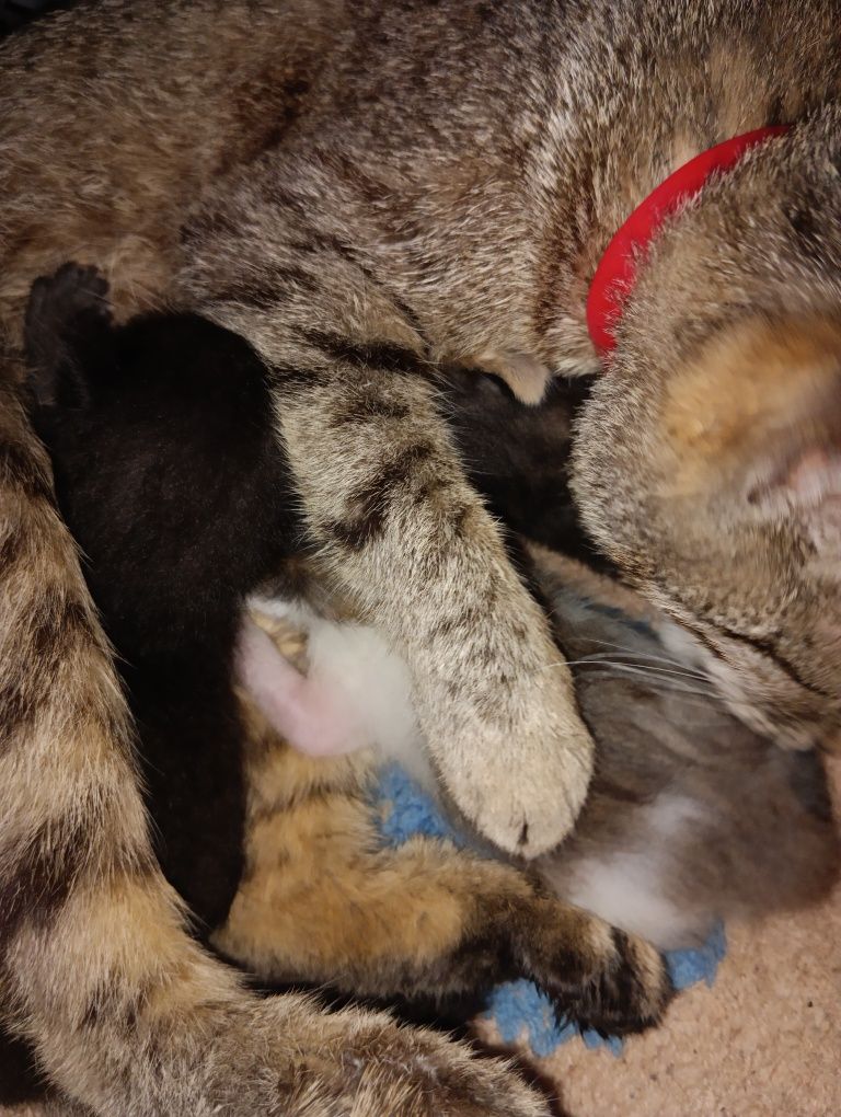 Кошенята в добрі руки
