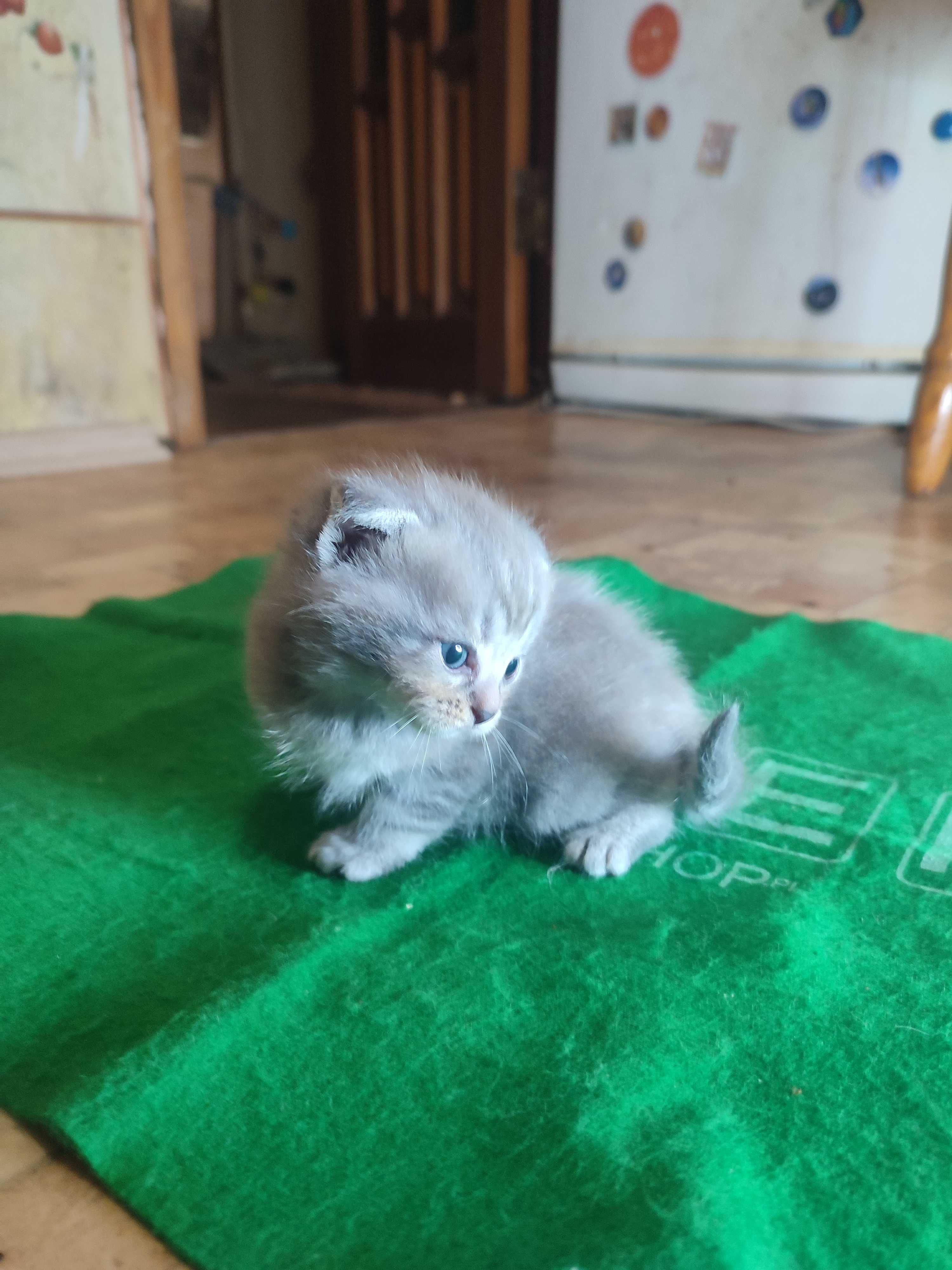 Кошенята вислоухие.  породистие.
