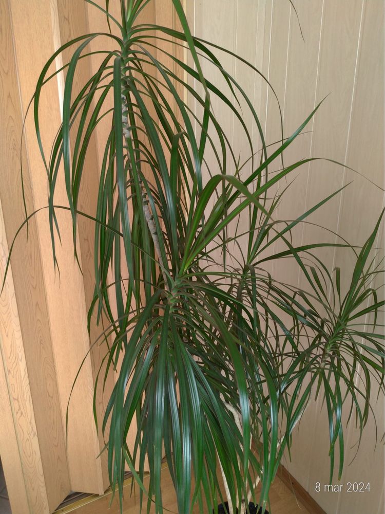 Duża, zadbana dracena