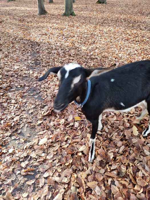 Смачне  козяче молоко