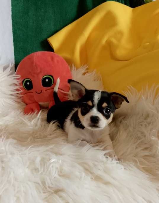 Chihuahua chłopiec