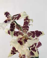 Камбрія, орхідея, Cambria