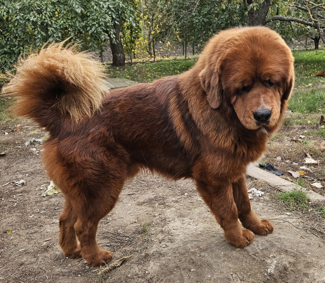 Тибетський мастиф