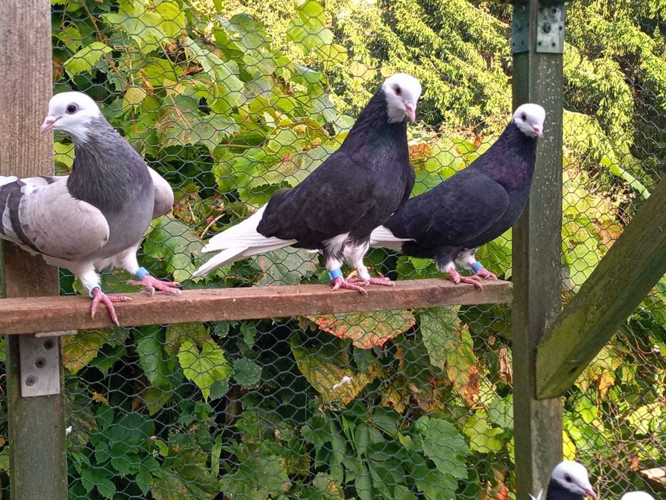 gołębie permskie, białogłowe, wysokolotne