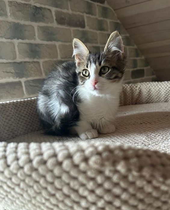 Отдам котёнка-мальчика