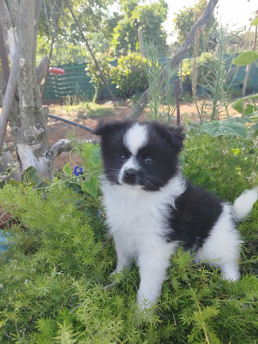 Cachorro macho Sptiz