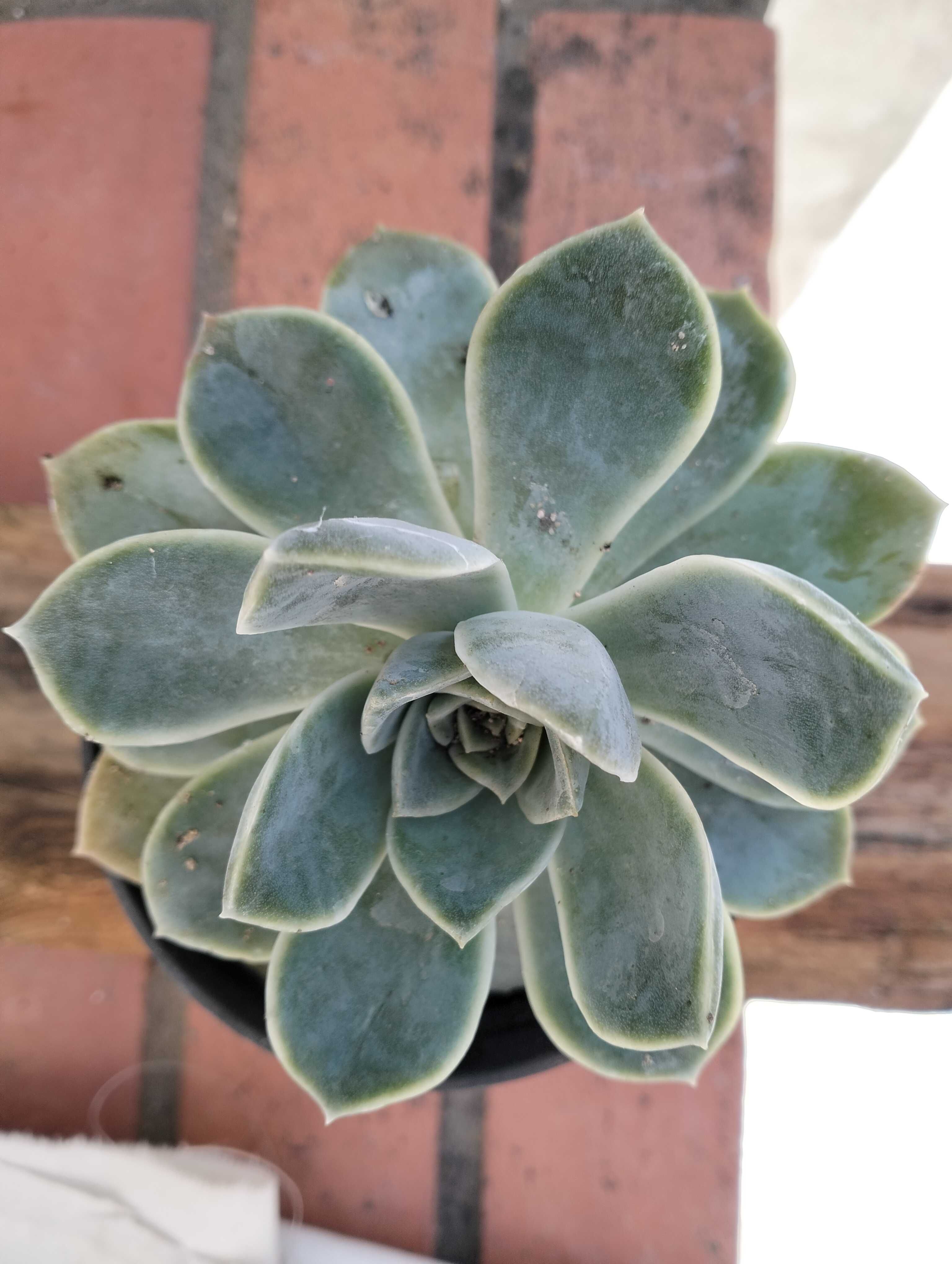 Suculenta familia Echeveria Rockrose