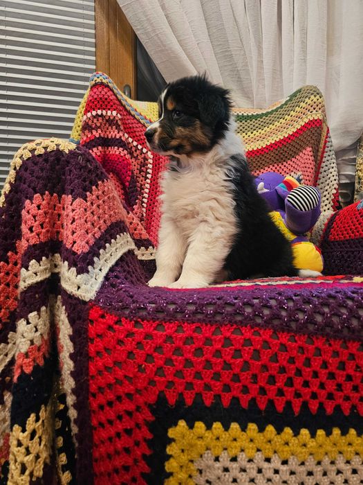 Owczarek Australijski (AUSSIE) - Black tri -  ZKwP - FCI