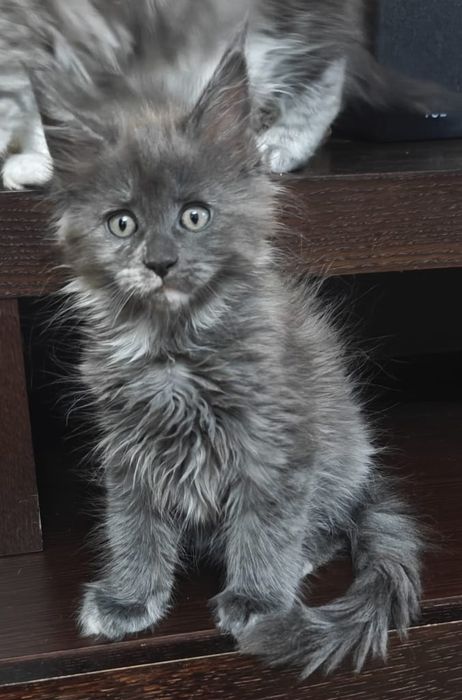 Elwira kotka Maine Conn