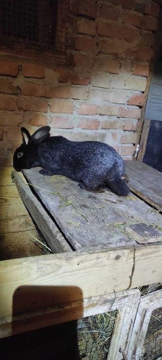 Полтавське срібло самець