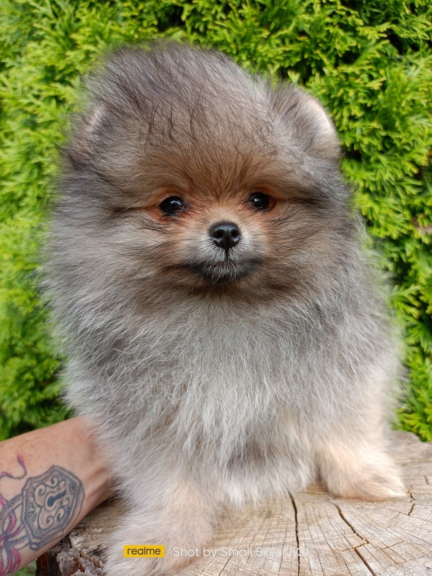 Szpic miniaturowy pomeranian