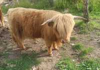 Byk reproduktor buhaj Highland cattle bydło szkockie