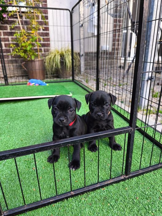 Staffordshire bull terrier ZKwP/FCI