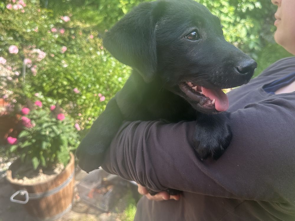 Czarna sunia labrafor retriever DO ODBIORU