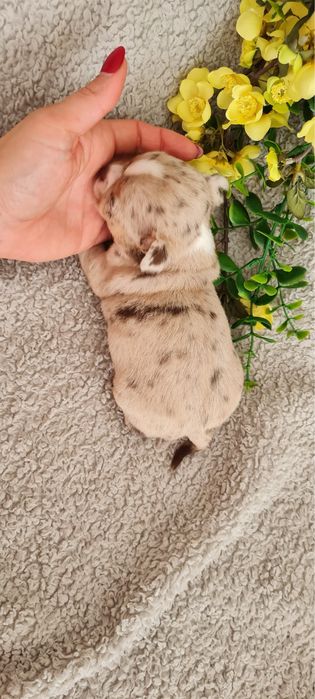 Excelente merle Chihuahua/Chiuaua de Qualidade