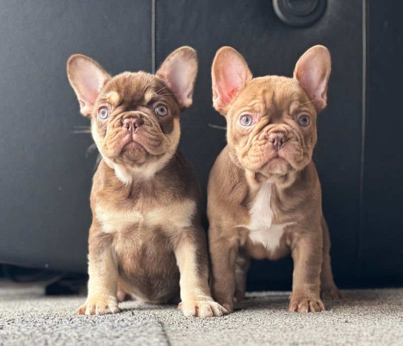 Buldog Francuski Isabella