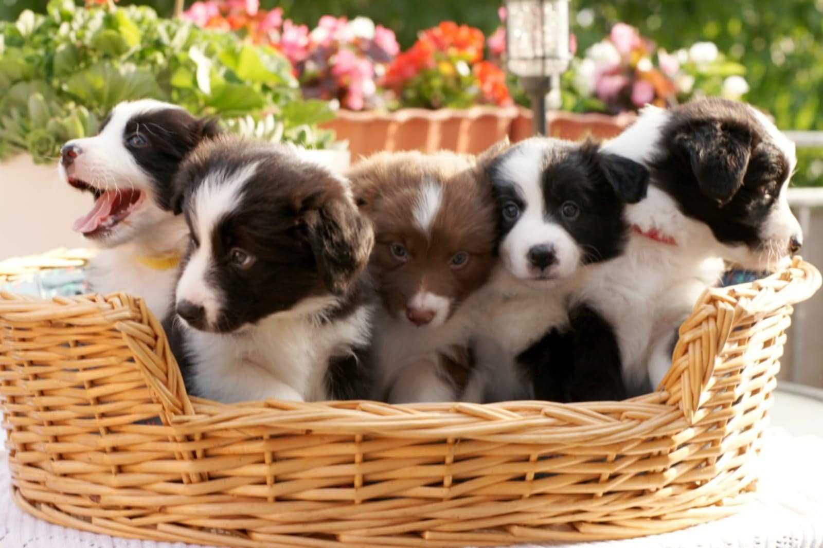 Szczeniak Border Collie