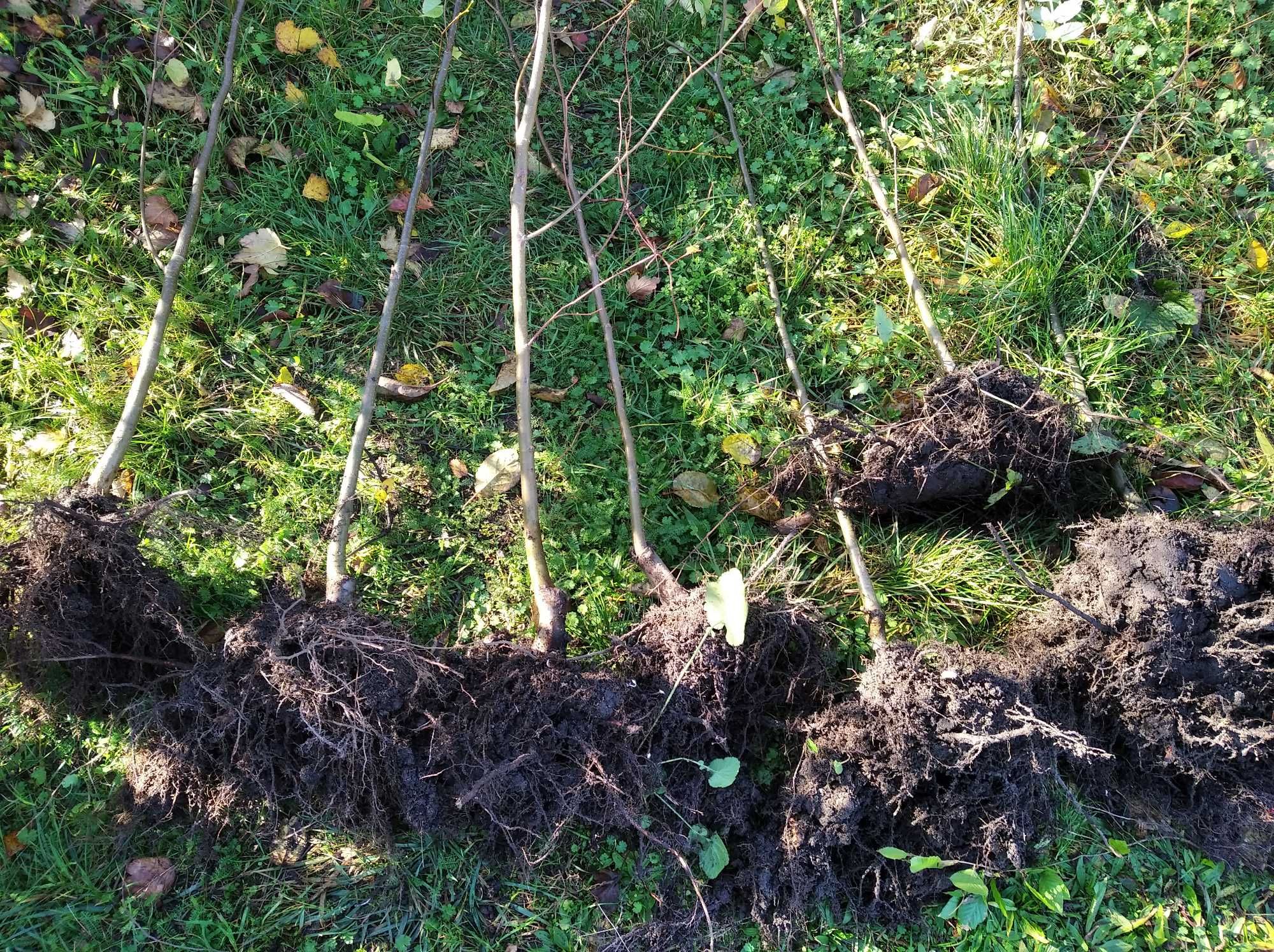 Lipa drobnolistna, szerokolistna  - promocja (pąki już nabrzmiewają)