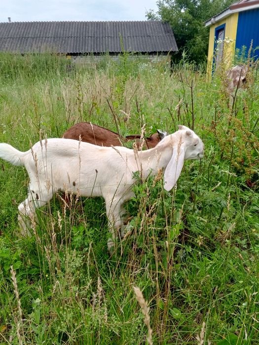 Два цапики 87.5% А-Н породи.