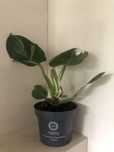 Filodendron white Princessa white wizard white knight kwiatek doniczka