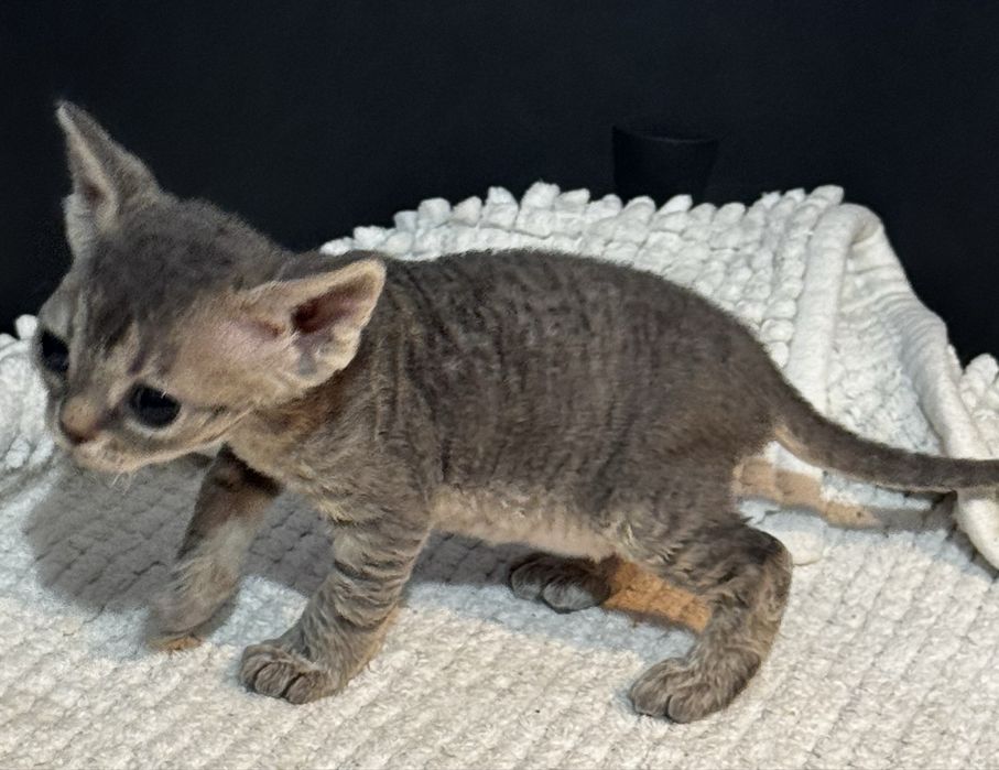 Devon Rex kotka niebieska