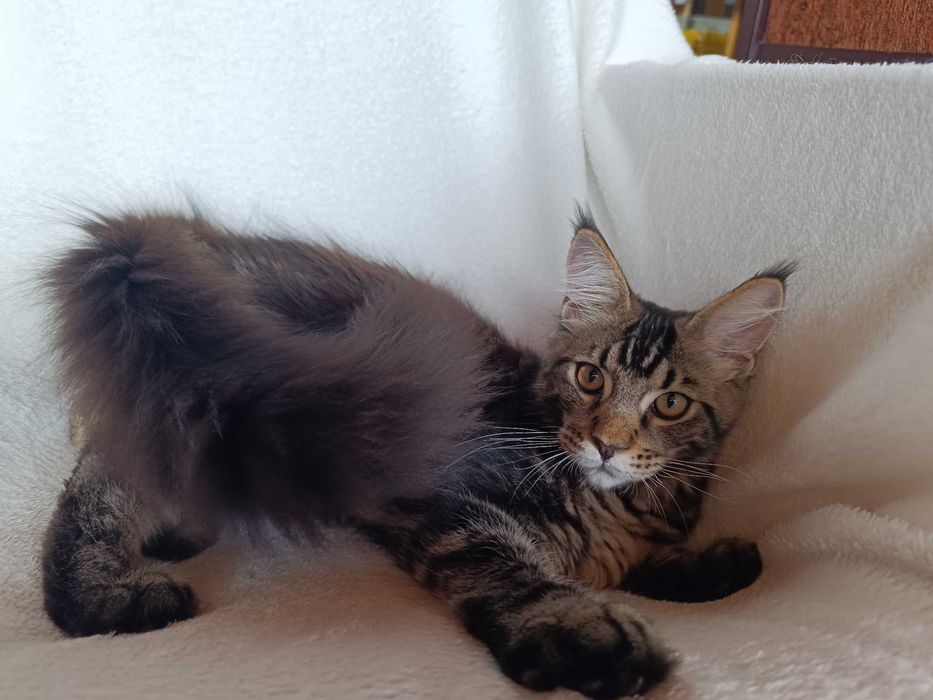 Benji Kocurek Maine Coon Czarny Klasycznie Pręgowany