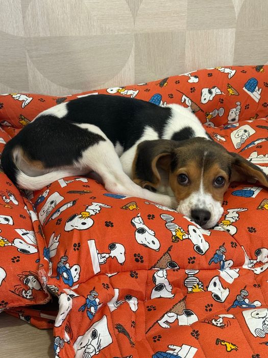 Beagle Tricolor Vacinado