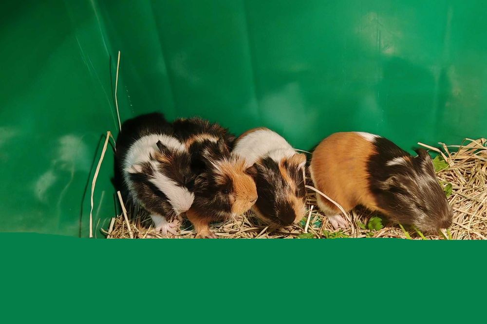 Kawia Domowa Świnka Morska  młoda samodzielna