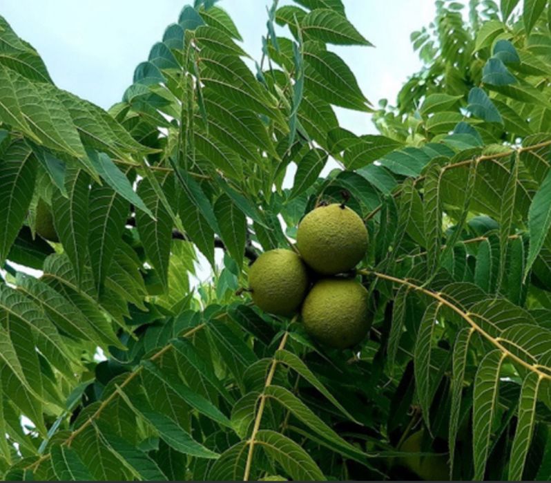Продам саджанці ЧОРНОГО ГОРІХА