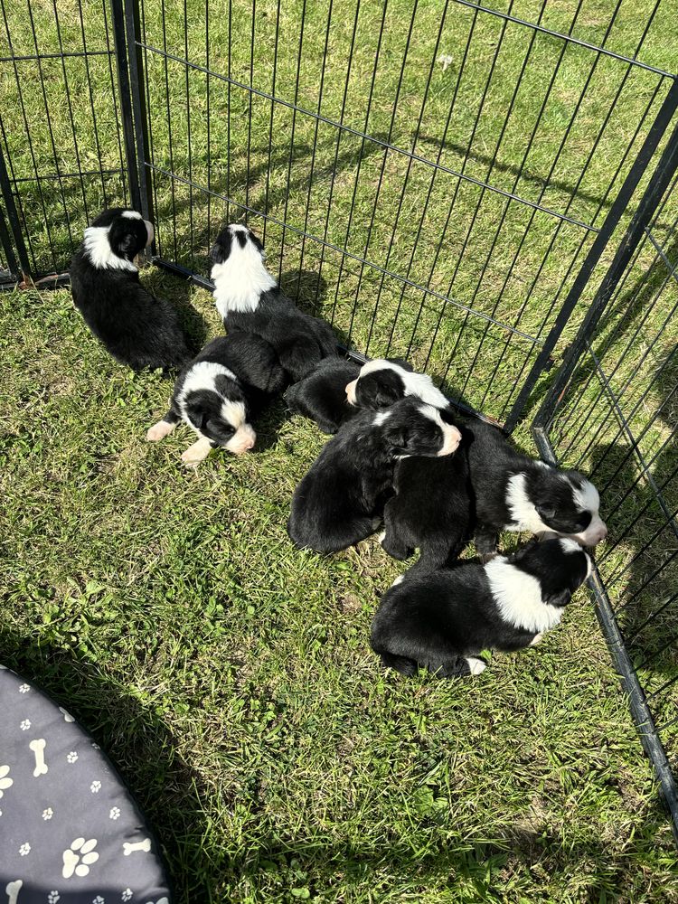 Piesek border collie gotowy do odbioru