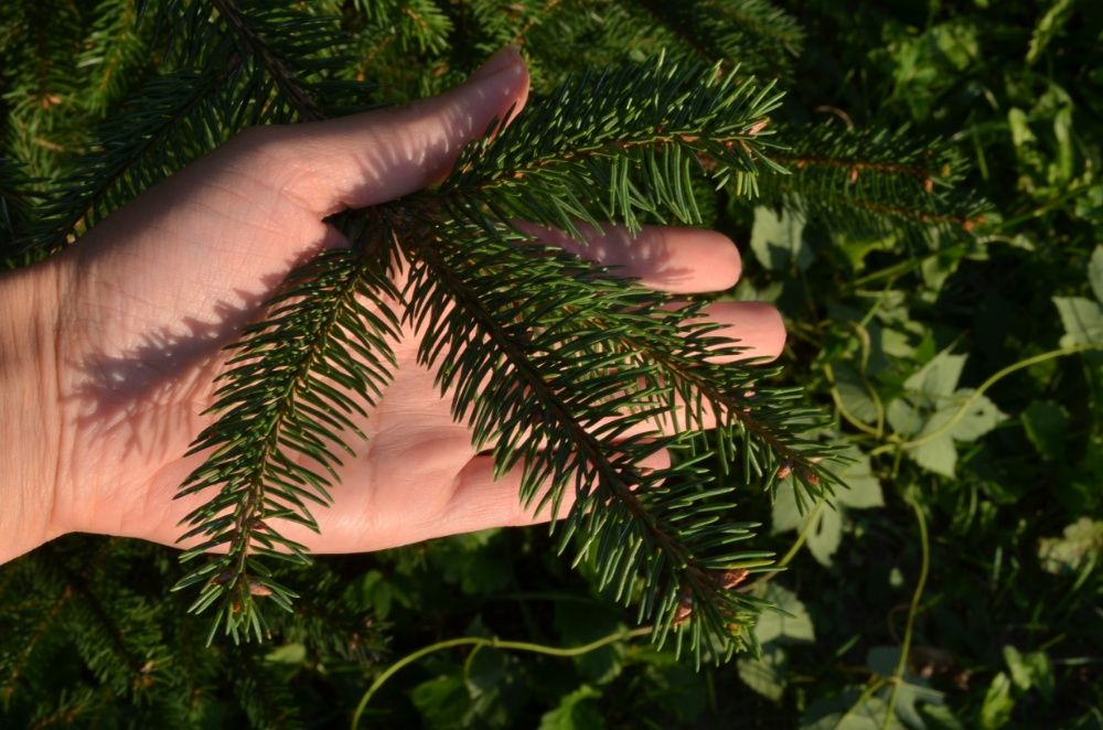 Ялинка 10 метрів елка ель гілки ялинки для декору