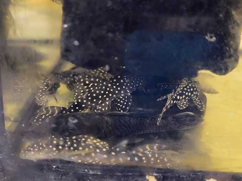 Hypancistrus Inspector L102