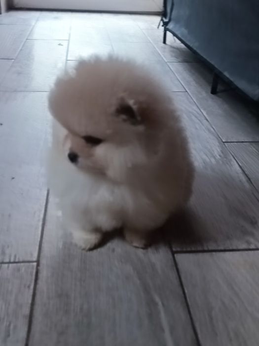 Pomeranian suczka "Bóo"