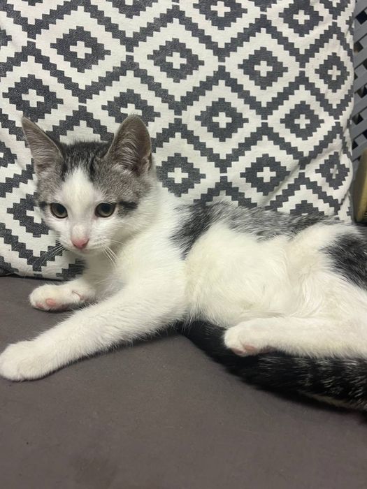 Кошенята Біла Церква (хлопчик)