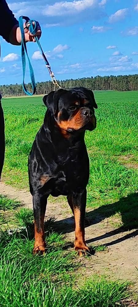 Szczeniak Rottweiler GRYFIA SFORA FCI