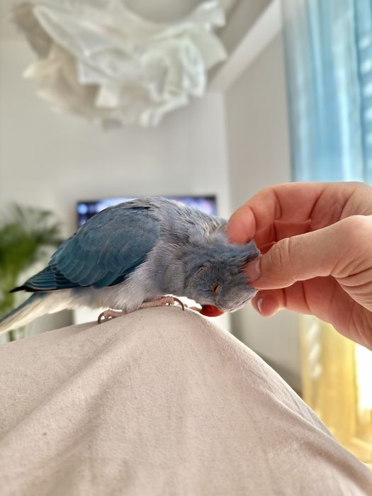 Papuga aleksandretta obrożna ręcznie karmiona