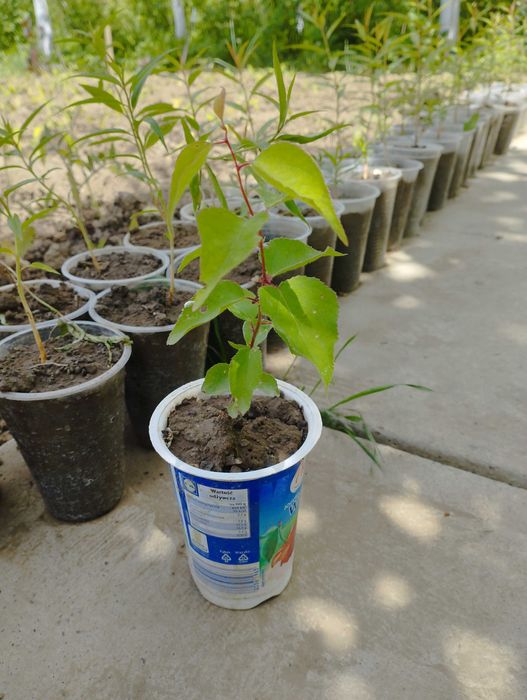 Саженцы персика этого года. Чёрная смородина. Хвойные...