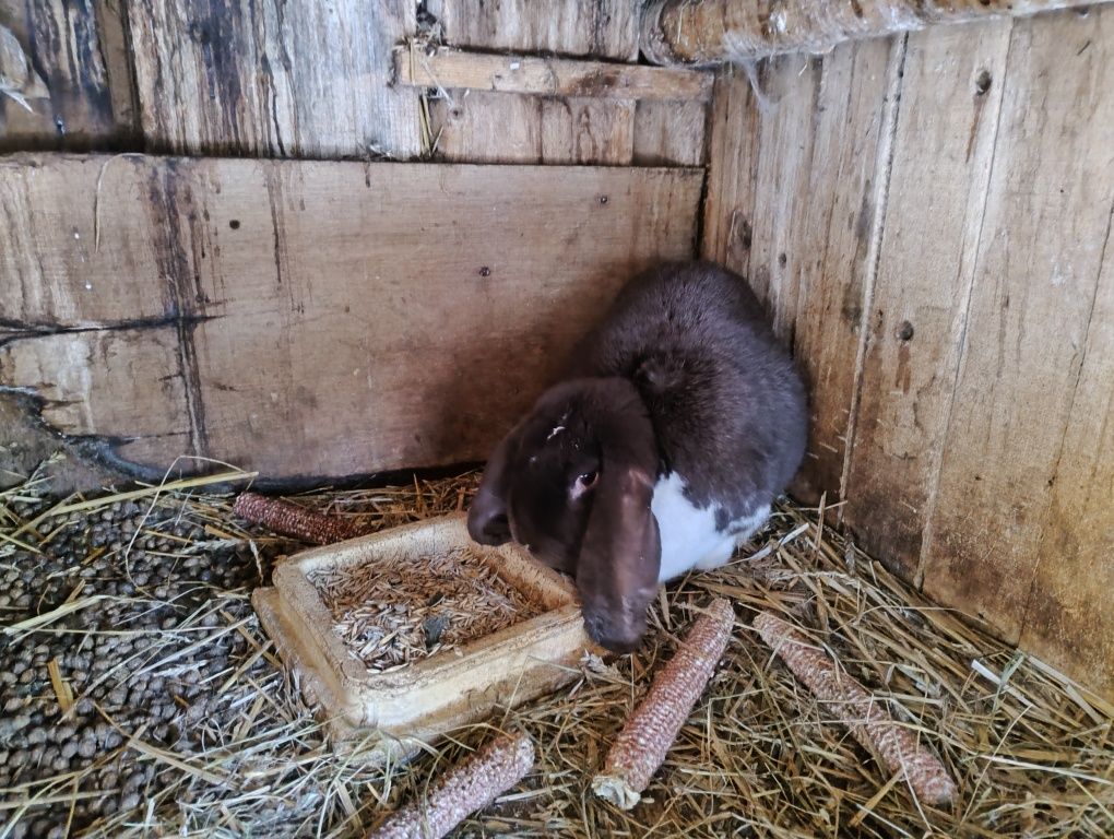 Sprzedam króliki