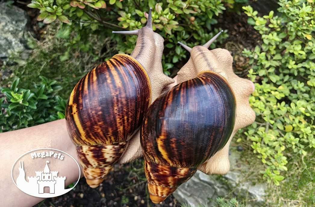Ślimaki Archachatina marginata ovum Achatina Lissachatina Atlas Gratis