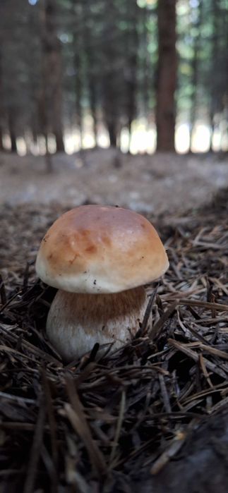 Suszone grzyby borowiki szlachetne, podgrzybki, borowiki ceglastopore